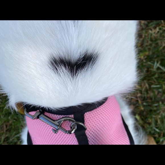 Meet your Posher, Evalene - Picture 1 of 1